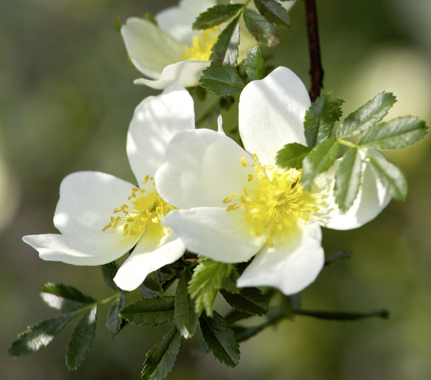 Rosa primula